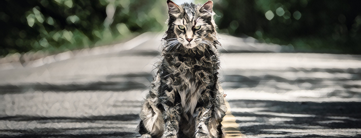 pet sematary 2019